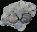 Fossil Gastropod (Cyclonema) With Bryozoan - Ohio #14392-1